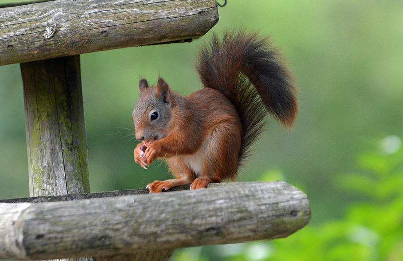 Red squirrel at Bellevue Farm