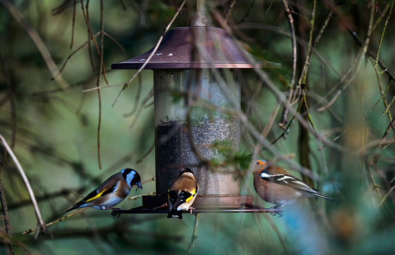 Birds at a feeder on Bellevue Farm