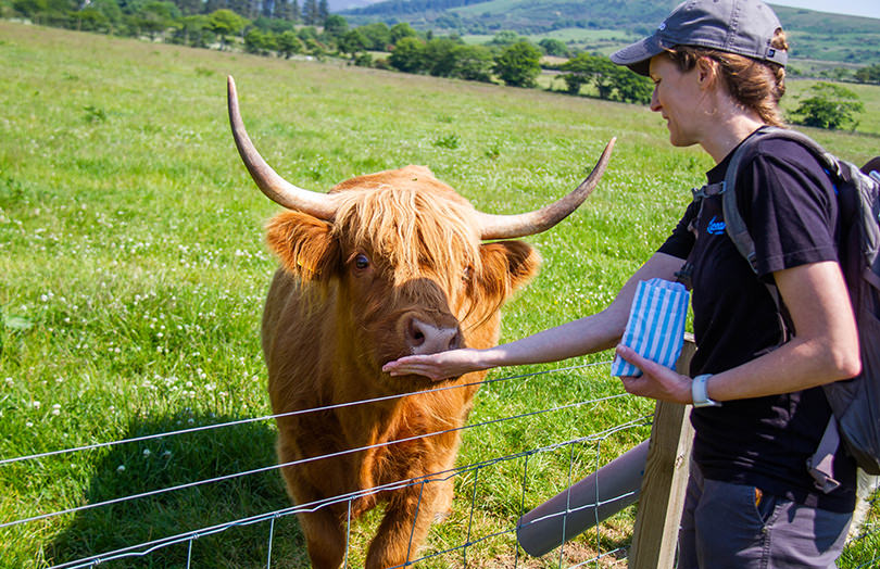 Person feeding a highland cow